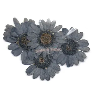 Grey Daisy Pressed Real Dried Flowers (6 pieces)