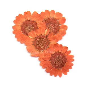 Orange Daisy Pressed Real Dried Flowers (6 pieces)